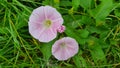 Bindweed blossoms in Spring Royalty Free Stock Photo